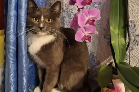 Объявления о пропавших и найденных животных, Лысково, фото: Пропала кошка, ул. Матросова 19, Лысково