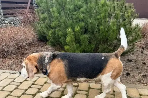 Найдена собака, , фото: Бигль найден у Rancho Sancho’s, трасса 78К-0021