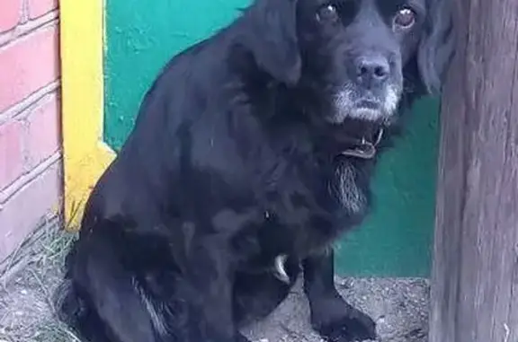 Объявления о пропавших и найденных животных, Краснодар, фото: Найден пёс, ул. Ломоносова, Краснодар