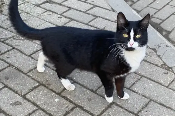 Кошка найдена: Речной проспект, 8, Кострома