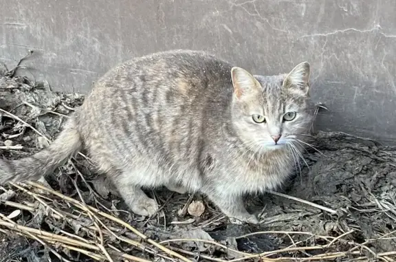 Кошка найдена у Речного проспекта, 8