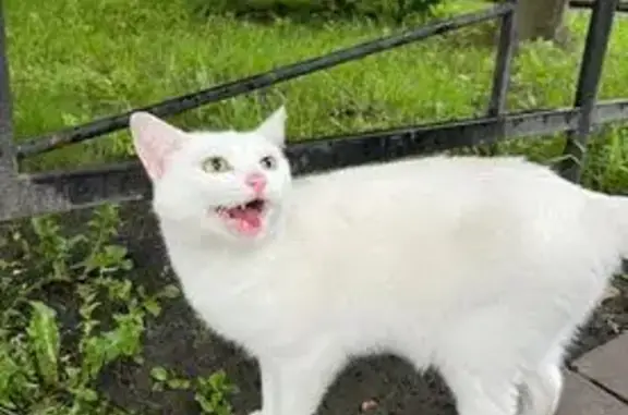 Найденные животные Санкт-Петербург, фото: Кошка найдена: Комендантский 21 к 2