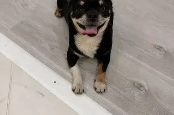 Собака найдена: Иваново, Ново-Талицы