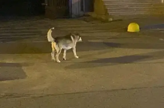 Собака найдена: ул. Симиренко 14/1, Краснодар