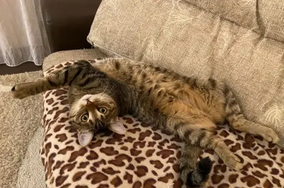 Пропал кастрированный кот, Куленовка - photo