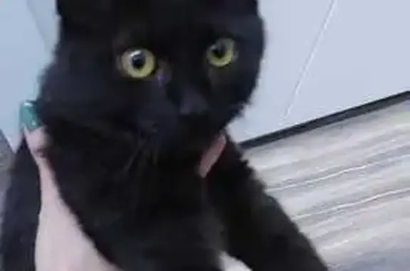 Кошка найдена, Заречная ул., Новосибирск