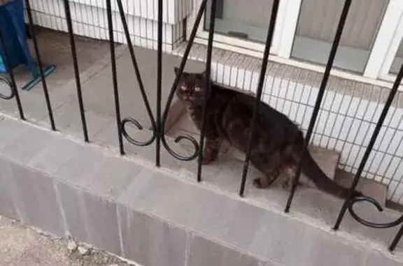 Кот найден, ул. П. Осипенко, 22, Чита