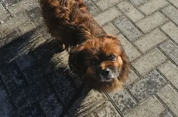 Найденные животные Томск, фото: Собака найдена у КДВ, пр. Мира, 20