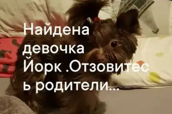 Найдена собака, Санкт-Петербург, фото: Собака найдена: пр. Просвещения, СПб