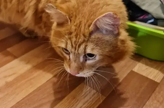 Найдена кошка, Новосибирск, фото: Найдена кошка, ул. Титова, 276, Новосибирск