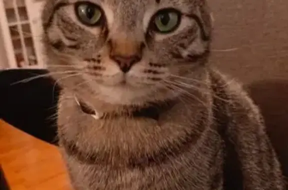 Кошки потеряшки, Сосново (приозерский Район), фото: Потеряшка кот Жуза, Ленинградская 117, Сосново