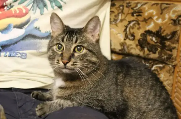 Кошки потеряшки, , фото: Потеряшка кошка, ул. Мира, 123, Тольятти