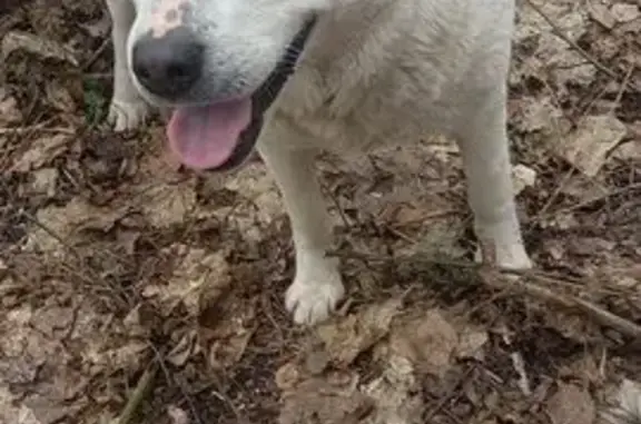 Найдена собака, , фото: Собака найдена в Рощино, 58Н-308