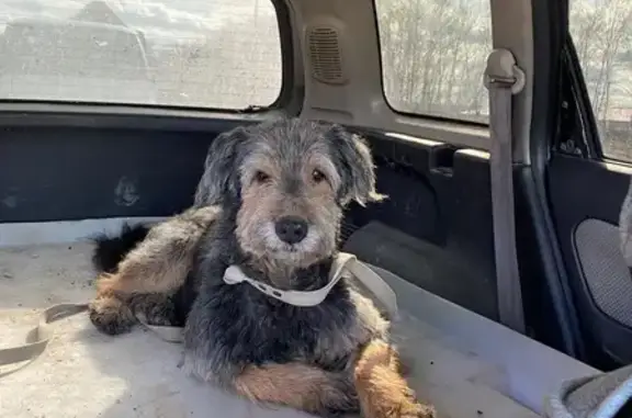 Собака найдена на Пушкинском тракте, Омск