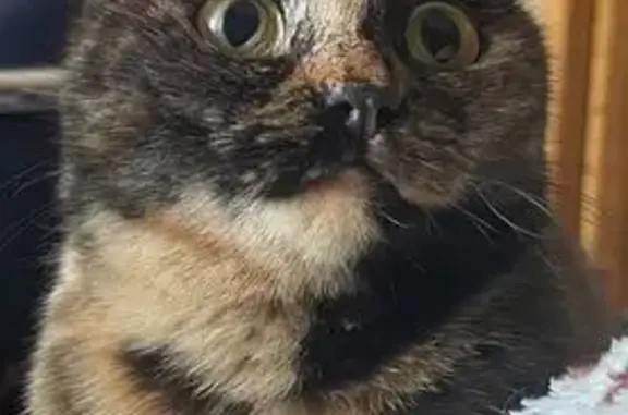 Найдена кошка, Удельная, фото: Кошка найдена: ул. Пушкина, 19, Удельная