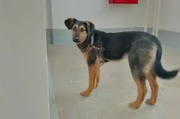 Найдена собака, Челябинск, фото: Собака найдена на Краснопольском проспекте