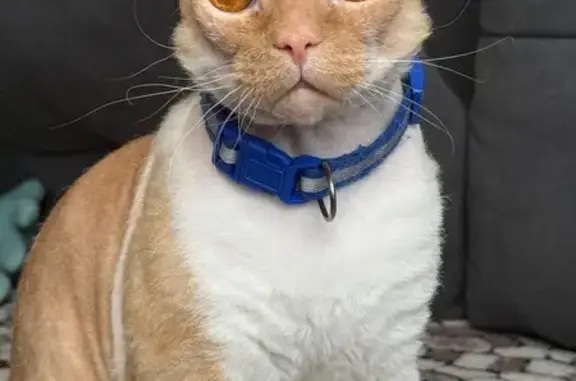 Кошки потеряшки, Долгодеревенское, фото: Потеряшка кошка, ул. Ленина, 42