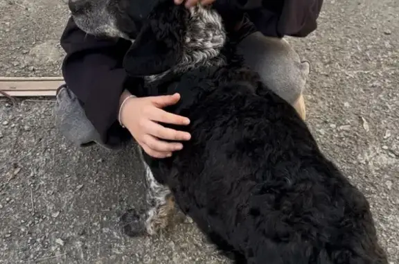 Собака найдена у Суши До, пр. Победы 215