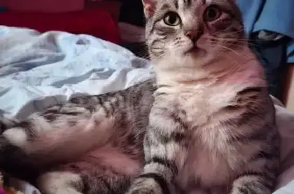 Пропала кошка Кеша, ул. Молодёжная, Бузовлево