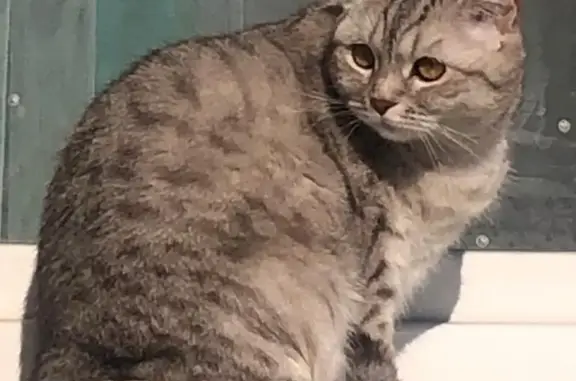 Кошки потеряшки, Красноярск, фото: Потеряшка кошка, Изумрудная 12, Красноярск