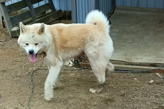 Найдена собака, Беляницы, фото: Найден рыжий пёс, Беляницы