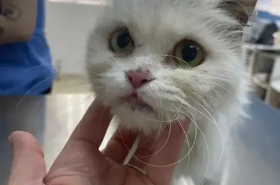 Найдена кошка, Москва, фото: Кошка найдена у метро «Верхние Лихоборы»