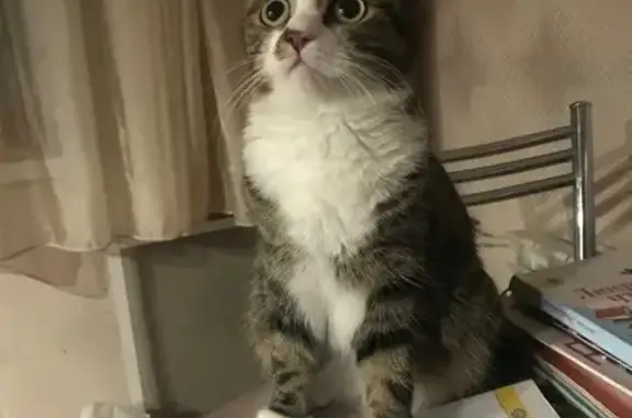 Кошки потеряшки, Новосибирск, фото: Потеряшка кошка, Колхидская 7, Новосибирск