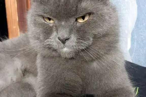 Кошки потеряшки, Котельнич, фото: Потеряшка кошка, ул. Карла Маркса, 19