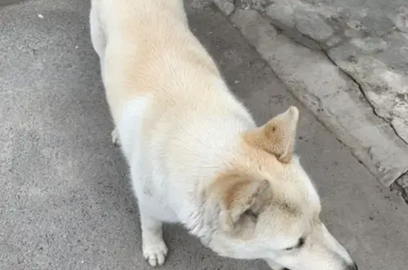 Найдена собака, Коммунистический пр., РнД