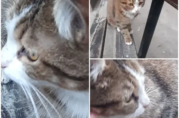 Кошка ищет дом, Алма-Атинская 36, Самара