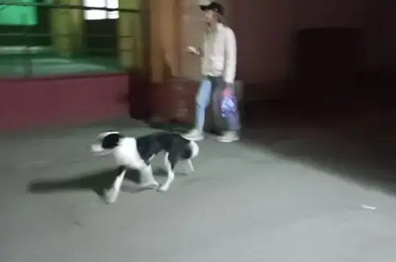 Потерян пёс, ул. Антонова 47, Пенза