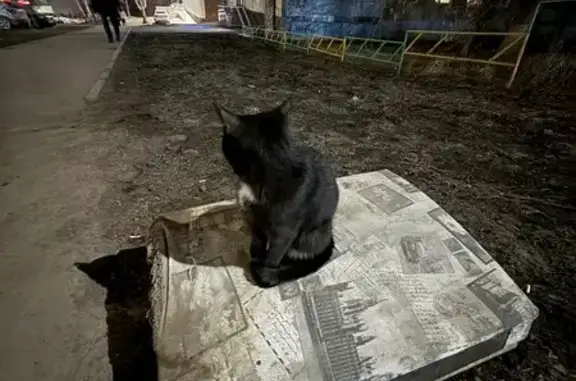Найдена кошка, Уфа, фото: Найдена черная кошка, Губайдуллина 6, Уфа