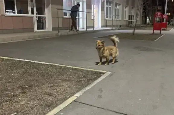 Найдена собака, Казань, фото: Собака найдена, Роторная 27В, Казань