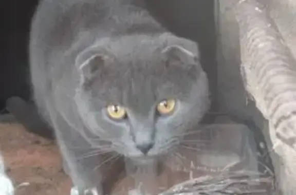 Найдена кошка, Бугульма, фото: Найден кот, ул. Калинина, 61, Бугульма