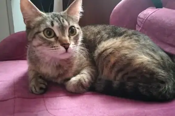 Найдена кошка, Северодвинск, фото: Кошка найдена, Железнодорожная 9, Северодвинск