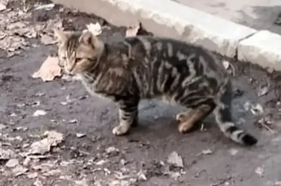Кошка найдена: Трудовая 14 к1, Мытищи
