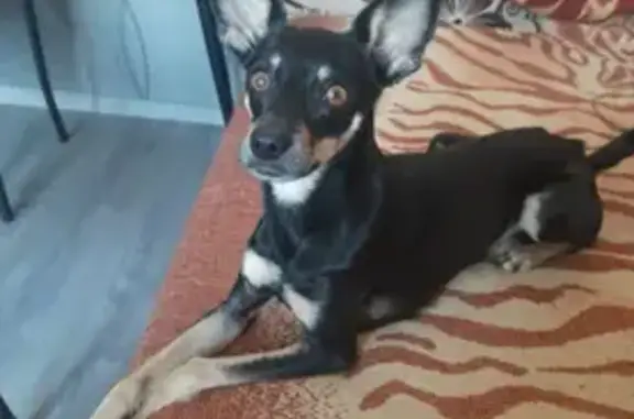 Собаки потеряшки, Волгоград, фото: Потеряшка собака, ул. Коммунистическая 34