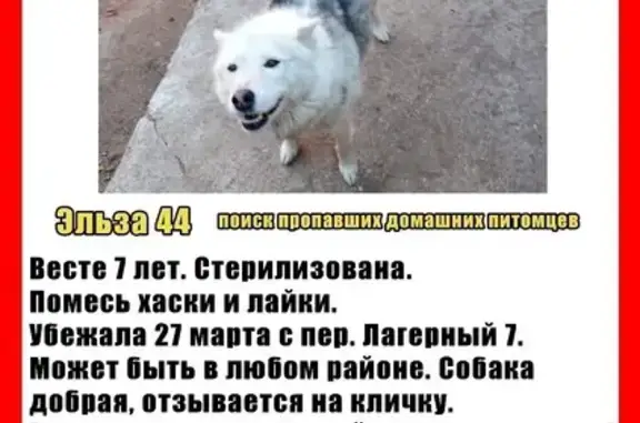 Собаки потеряшки, Кострома, фото: Потеряшка собака, Лагерная 7, Кострома