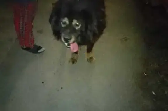 Найдена собака, Тамбов, фото: Собака найдена на Кронштадтской, Тамбов