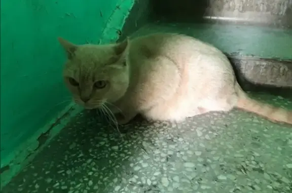 Кошка найдена: Героев Труда, 33, НСК