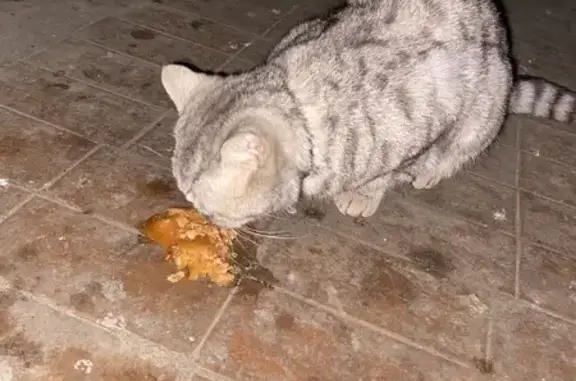 Кошка найдена, ул. Строителей, 5, Ярославль