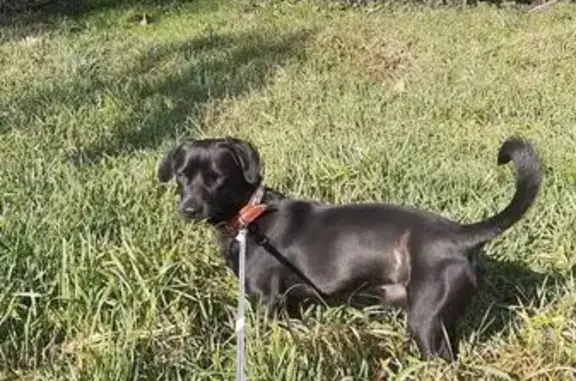 Собаки потеряшки, Новая Адыгея, фото: Потеряшка собака, Береговая 1, Новая Адыгея