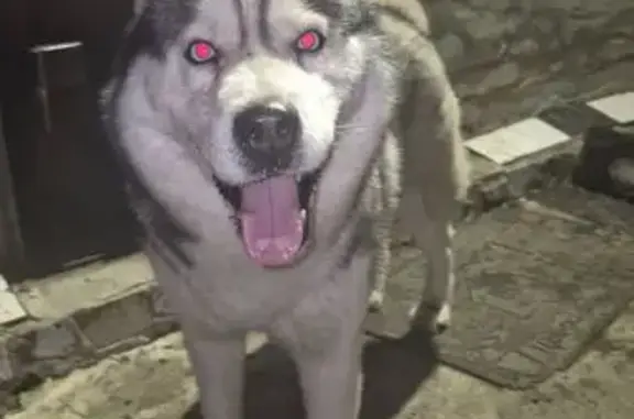 Хаска найден на ул. Хабарова, Черняное