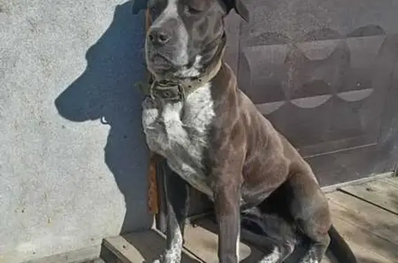 Собаки потеряшки, Краснодар, фото: Потеряшка собака, Титаровская ул. 14, Краснодар