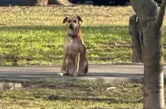 Найдена собака, Филёвский бульвар, 16с2