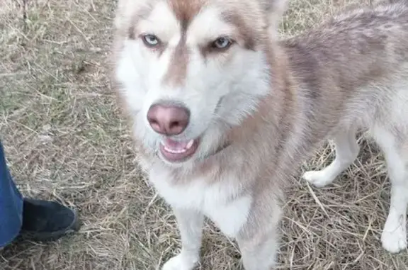 Найдена собака, Санкт-Петербург, фото: Собака найдена: Генерала Лагуткина, 16