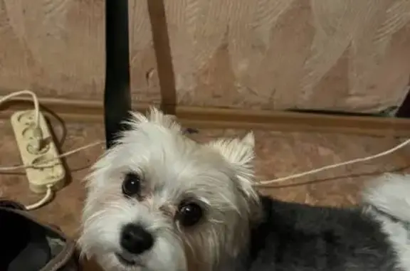 Собака найдена: ул. Володарского 12, Тамбов