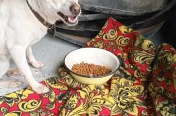 Найдена собака, Лабинск, фото: Найдена собака, ул. Турчанинова, 61