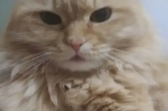 Кошки потеряшки, Зеленогорск (Красноярский край), фото: Потеряшка кошка, Советская 6Б, Зеленогорск