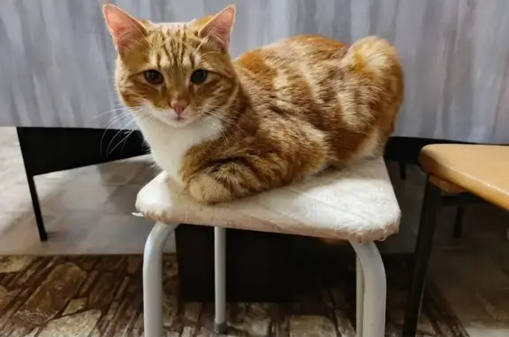 Потерянные животные Бузулук, фото: Пропала кошка, Ветеринарная 16, Бузулук